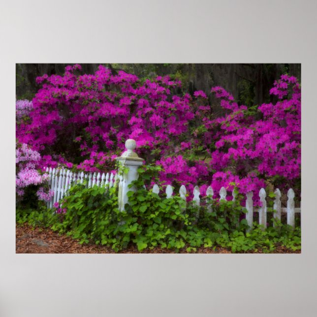 Azaleas in the spring at Historic Isle of Hope Poster (Front)