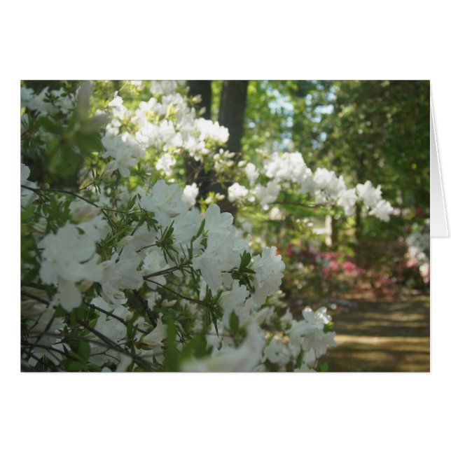 Azaleas in White (Front Horizontal)