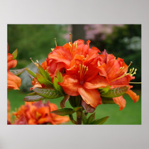 Azaleas Orange OFFICE ART 14 Garden Corporate Art Poster