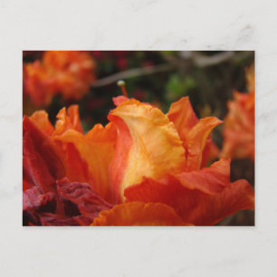 AZALEAS POST CARD Azalea Flowers POSTCARDS