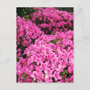 Azaleas Postcard