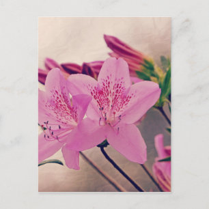 Azaleas Postcard