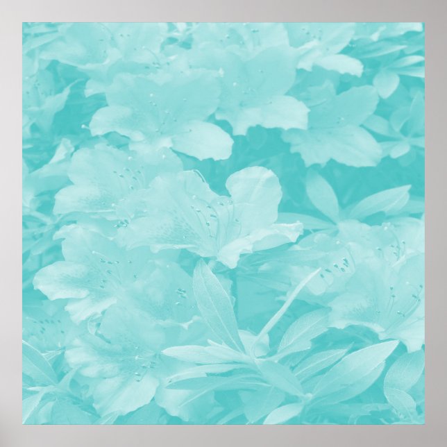 Azaleas.... Poster (Front)