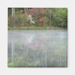 Azaleas relfecting in a pond during early magnet