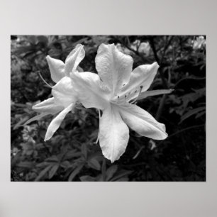 Azaleas / Rhododendrons in B&W Poster