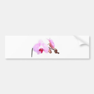 Aziza Orchid Blossoms Bumper Sticker