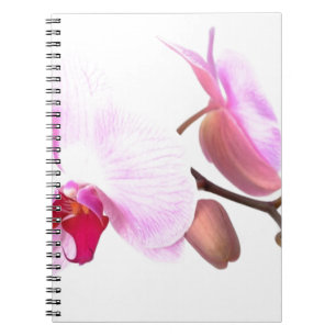 Aziza Orchid Blossoms Notebook