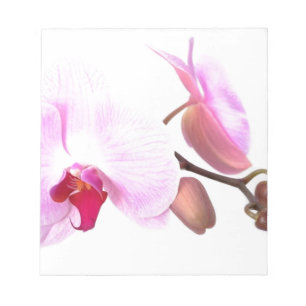 Aziza Orchid Blossoms Notepad