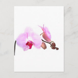 Aziza Orchid Blossoms Postcard