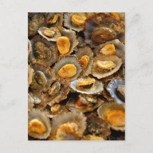Azores limpets "lapas" postcard