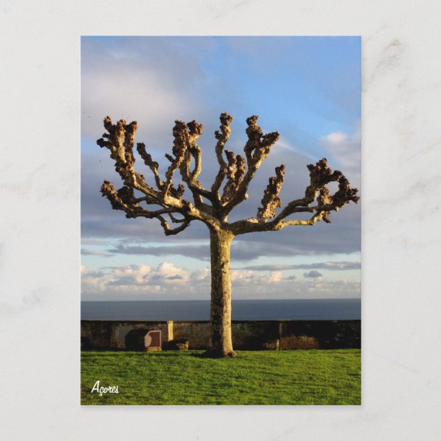 Azores Postcard-Ermida da mae de Deus Postcard (Front)