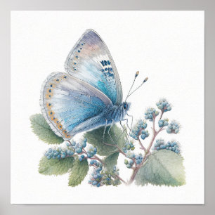 Azure Blue Butterfly Art Print Poster
