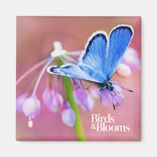 Azure Butterfly Magnet