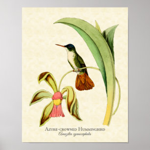 Azure Crowned Hummingbird Art Print