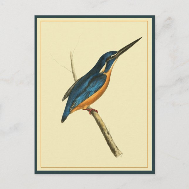 Azure Kingfisher Postcard (Front)