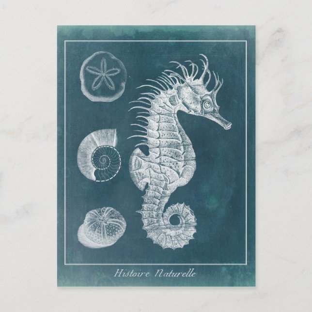 Azure Seahorse Study I Postcard (Front)