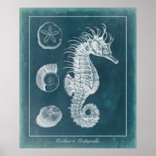Azure Seahorse Study I Poster