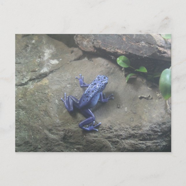 Azureus Poison Dart Frog Postcard (Front)