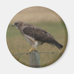 B10 Swainson's Hawk Magnet