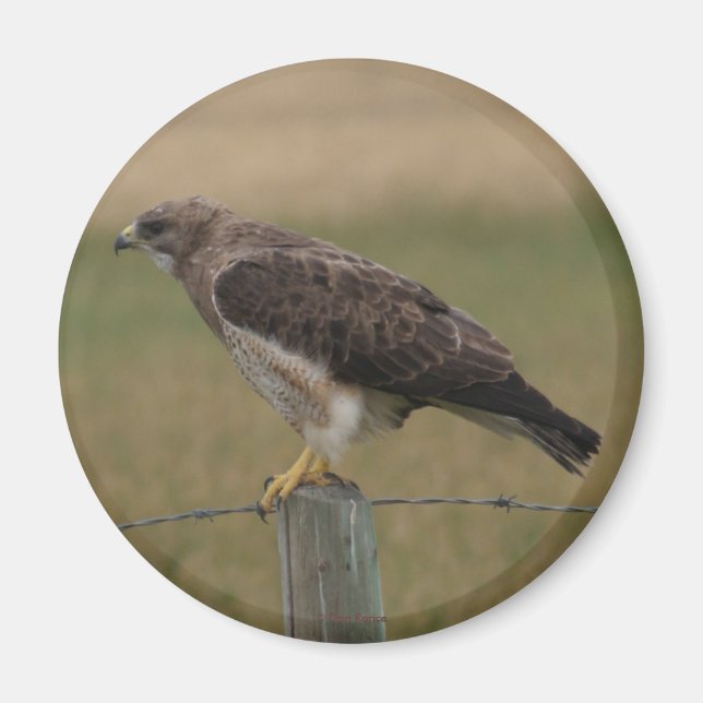 B10 Swainson's Hawk Magnet (Front)