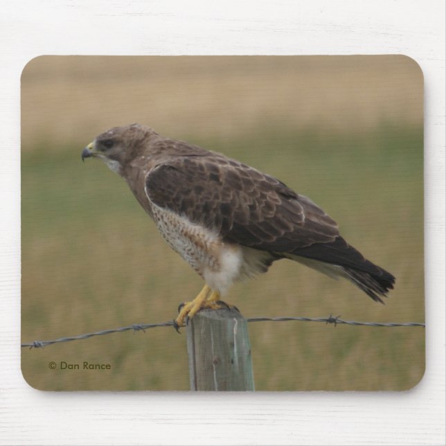B10 Swainson's Hawk Mouse Pad (Front)