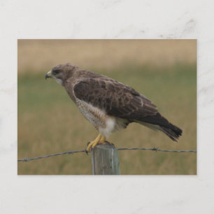 B10 Swainson's Hawk Postcard