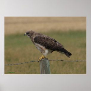 B10 Swainson's Hawk Poster