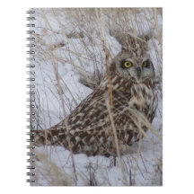 B11 Short-eared Owl in the Snow