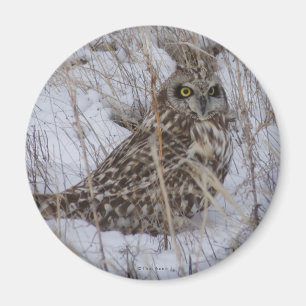 B11 Short-eared Owl Magnet