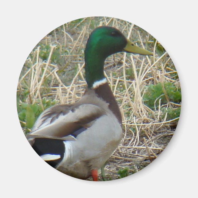 B12 Mallard Duck Magnet (Front)