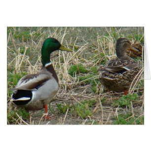 B12 Mallard Ducks Pair