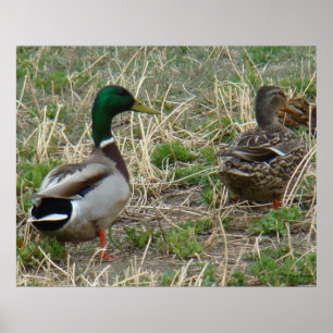 B12 Mallard Ducks Pair Poster