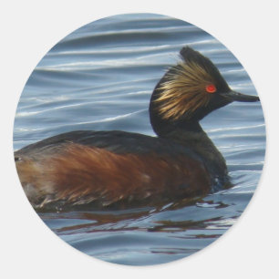 B13 Eared Grebe Classic Round Sticker