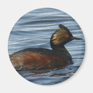 B13 Eared Grebe Magnet