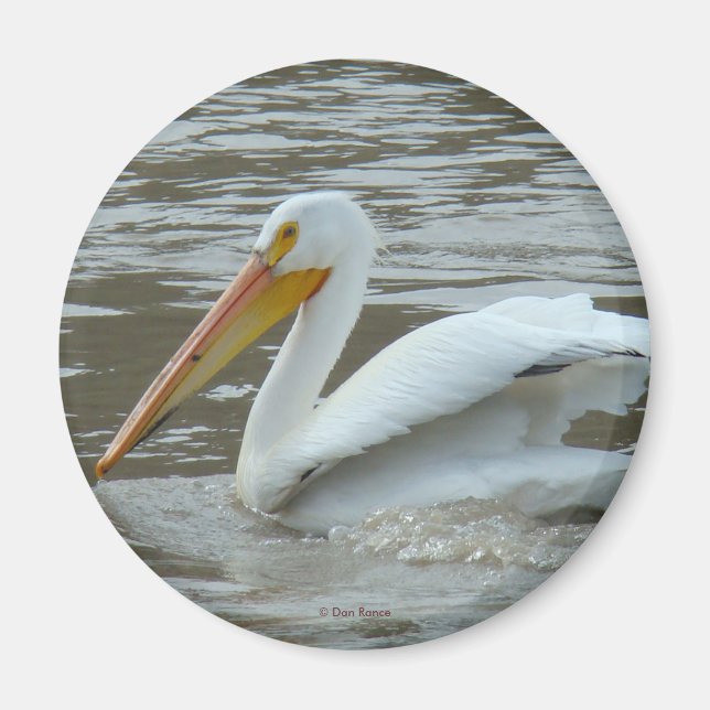 B14 White Pelican Magnet (Front)