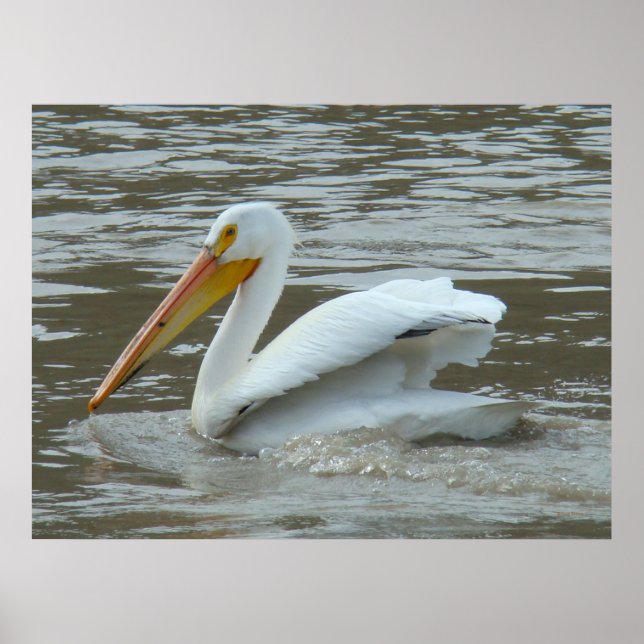 B14 White Pelican on Muddy River Poster (Front)
