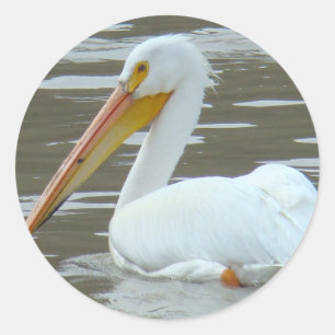 B15 White Pelican Classic Round Sticker