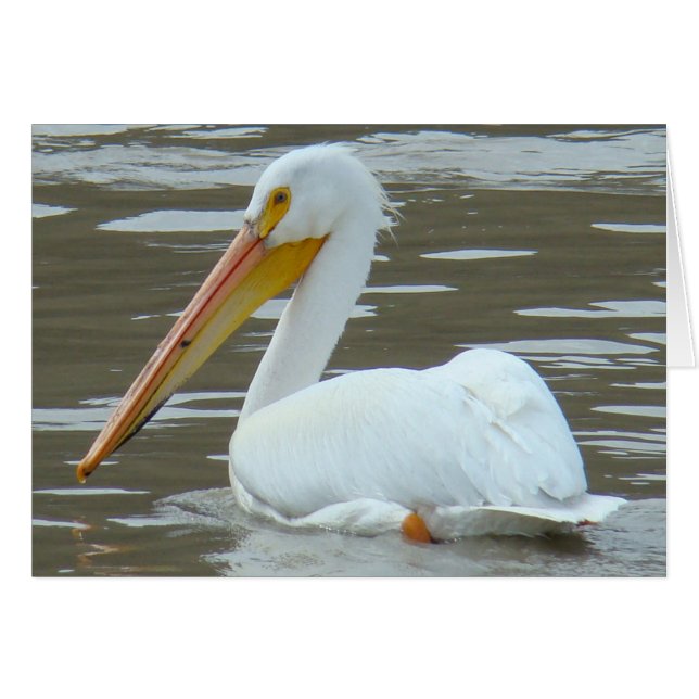 B15 White Pelican on Muddy Water (Front Horizontal)