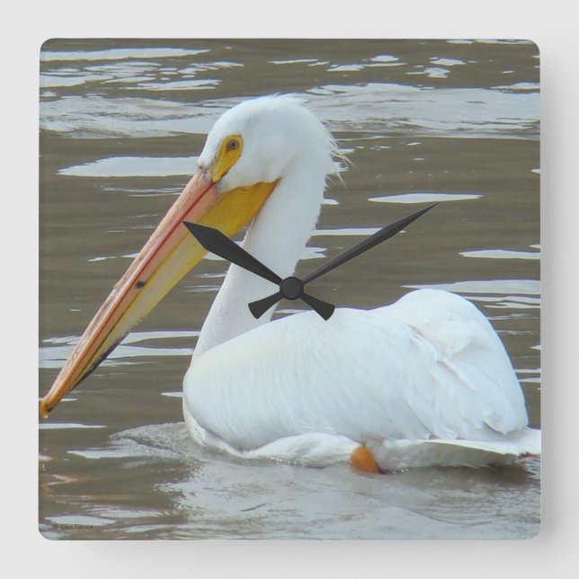 B15 White Pelican on Muddy Water Square Wall Clock (Front)