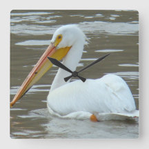 B15 White Pelican on Muddy Water
