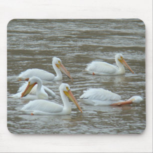 B16 American White Pelicans Mouse Pad