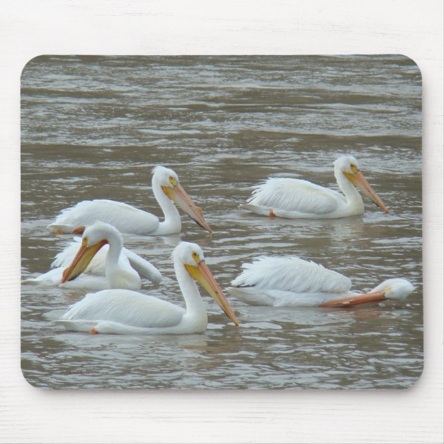B16 American White Pelicans Mouse Pad (Front)