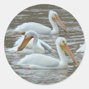 B16 White Pelicans on Muddy River Classic Round Sticker