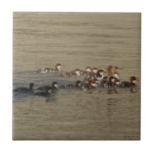 B17 Merganser Hen and Ducklings Ceramic Tile