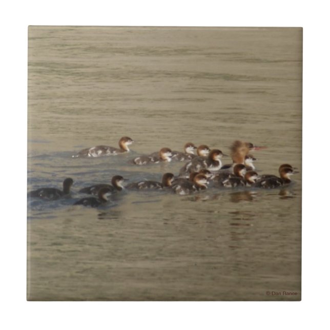 B17 Merganser Hen and Ducklings Ceramic Tile (Front)