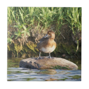 B18 Lesser Scaup Ceramic Tile