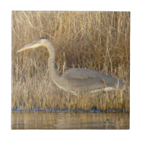 B19 Great Blue Heron Juvenile