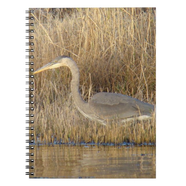 B19 Juvenile Great Blue Heron Notebook (Front)