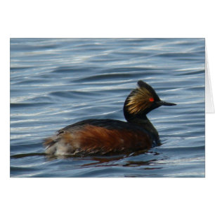 B1 Eared Grebe