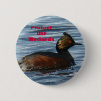 B1 Eared Grebe